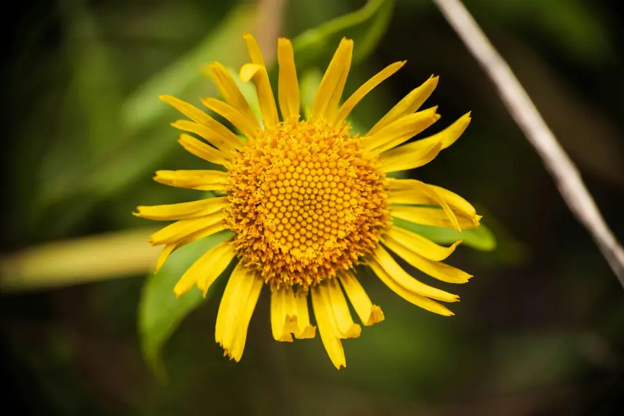 Arnica: a cosa serve davvero e perché viene utilizzata per trattare traumi, tensioni e fastidi muscolari