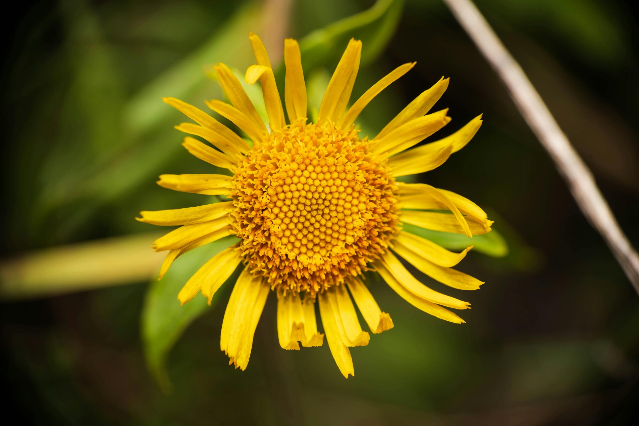 Arnica: a cosa serve davvero e perché viene utilizzata per trattare traumi, tensioni e fastidi muscolari