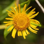 Arnica: a cosa serve davvero e perché viene utilizzata per trattare traumi, tensioni e fastidi muscolari