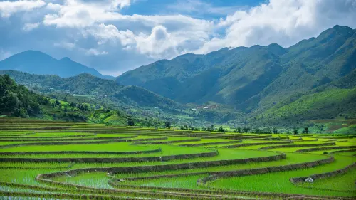 MetaNO: la ricerca italiana contro il metano delle risaie