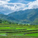 MetaNO: la ricerca italiana contro il metano delle risaie