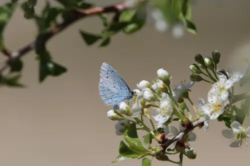 A Monza il “Villaggio della Biodiversità”: alberi, motori e legalità