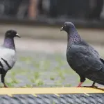 Rimedi per tenere lontani i piccioni: soluzioni efficaci, legali e gestibili nel tempo