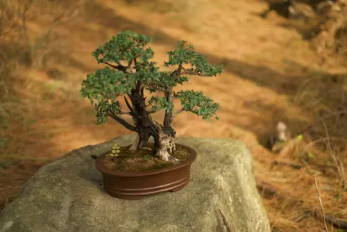 Prendersi cura di un bonsai