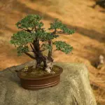Prendersi cura di un bonsai