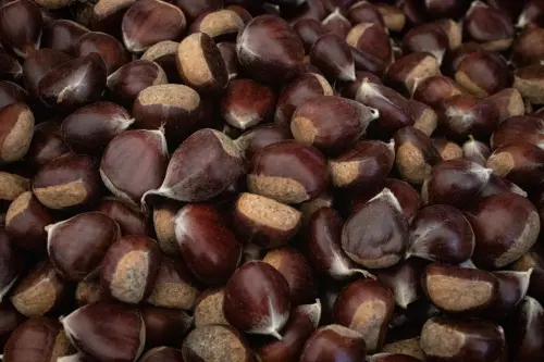 Conservare le castagne nel modo corretto