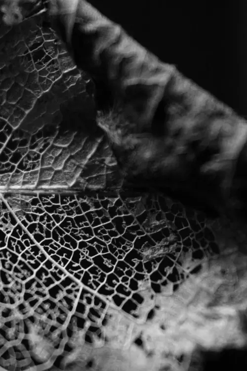 Milano, al Museo di Storia Naturale arriva “Dentro la Metamorfosi” di Maria Cristina Finucci