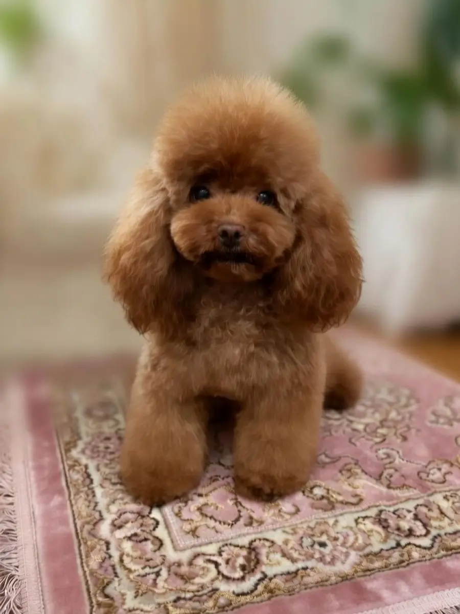 Barboncino Toy, boom di richieste anche in Lombardia: perché sempre più famiglie lo scelgono