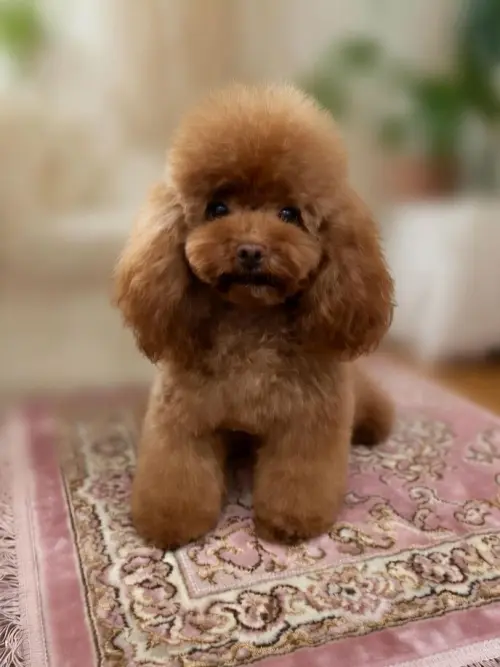 Barboncino Toy, boom di richieste anche in Lombardia: perché sempre più famiglie lo scelgono