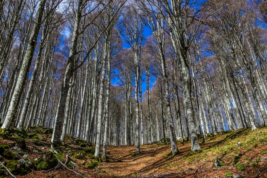Foreste in Italia, lo studio Statale indica le aree prioritarie