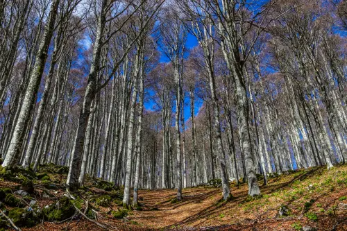 Foreste in Italia, lo studio Statale indica le aree prioritarie
