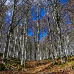 Foreste in Italia, lo studio Statale indica le aree prioritarie