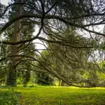 Orti Botanici della Statale, giugno tra arte, scienza e natura