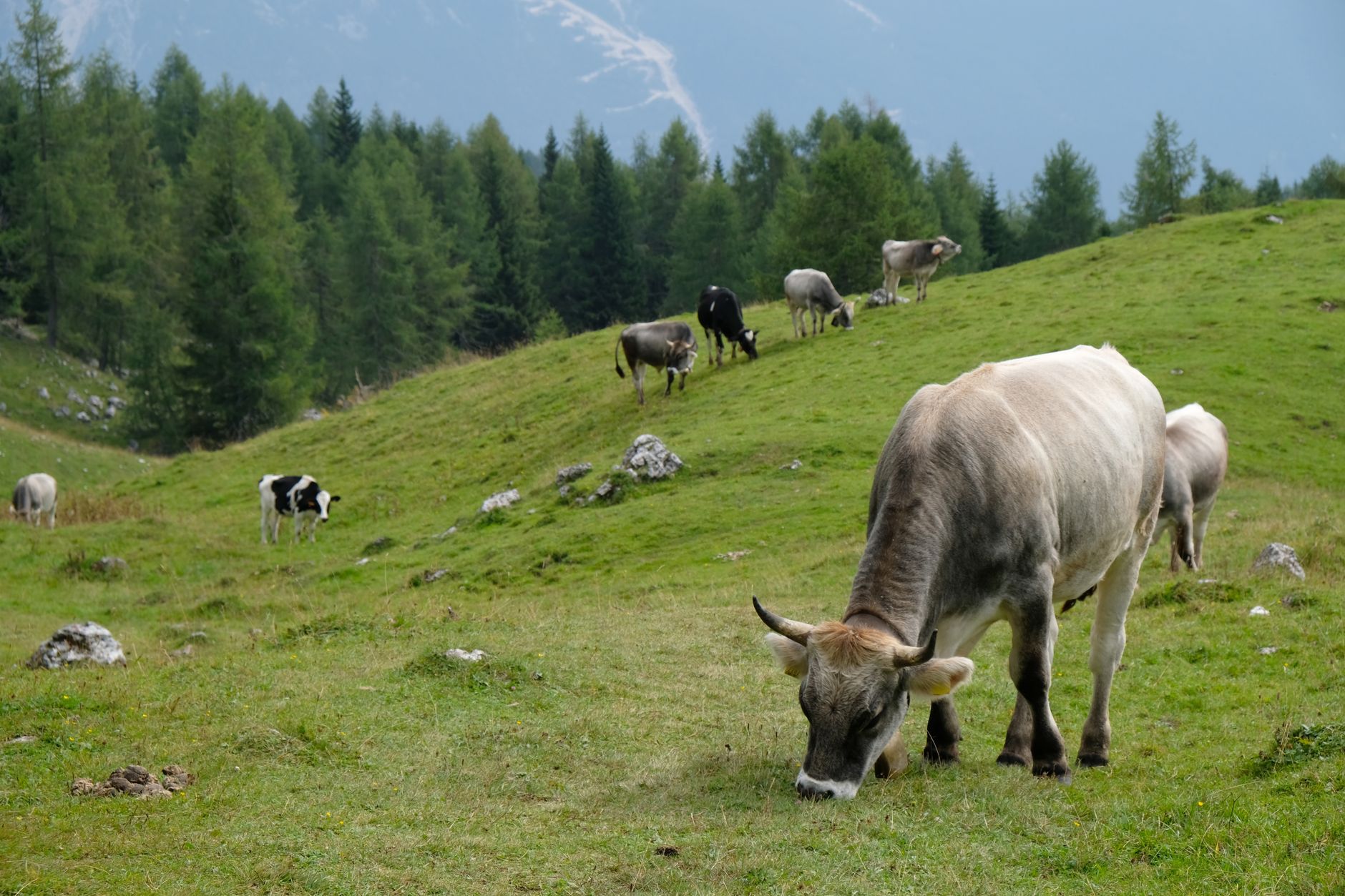 Lombardia, 2,5 milioni per malghe e zootecnia di montagna
