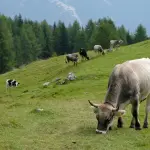 Lombardia, 2,5 milioni per malghe e zootecnia di montagna