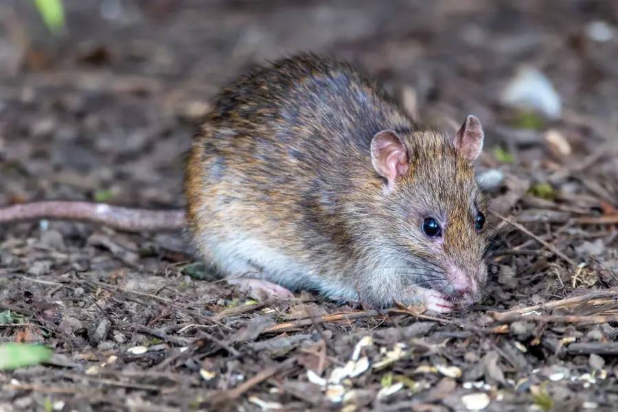 Hantavirus a Milano, finita la quarantena per due turisti britannici