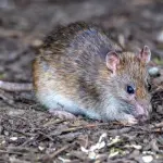 Hantavirus a Milano, finita la quarantena per due turisti britannici