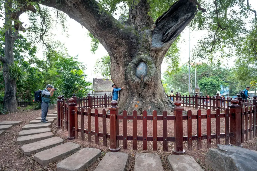 Lombardia, 28 nuovi alberi monumentali: totale a 497