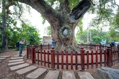 Lombardia, 28 nuovi alberi monumentali: totale a 497