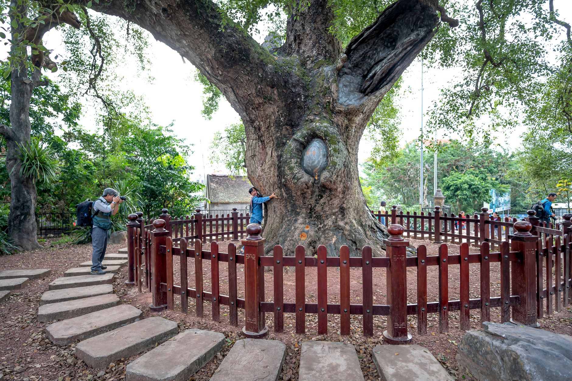 Lombardia, 28 nuovi alberi monumentali: totale a 497