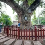 Lombardia, 28 nuovi alberi monumentali: totale a 497