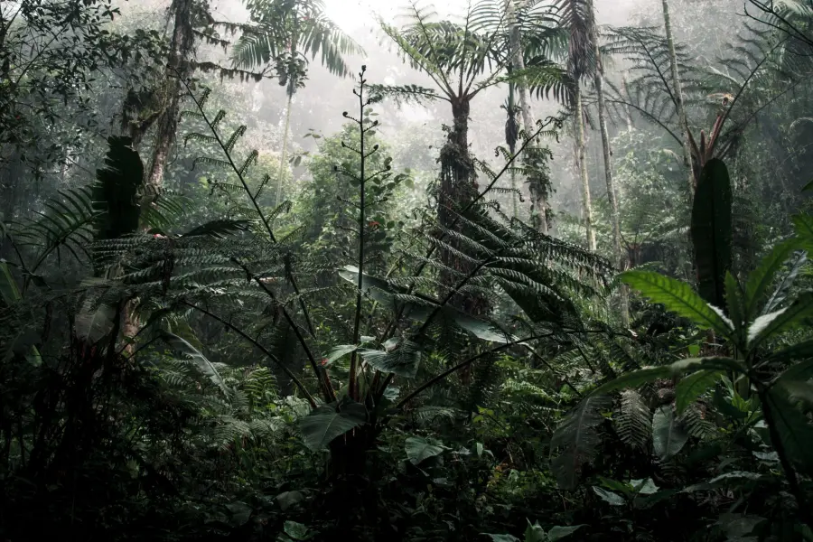 Biodiversità, il cibo globale minaccia le foreste tropicali