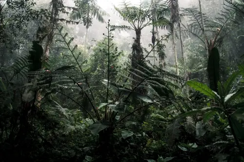 Biodiversità, il cibo globale minaccia le foreste tropicali