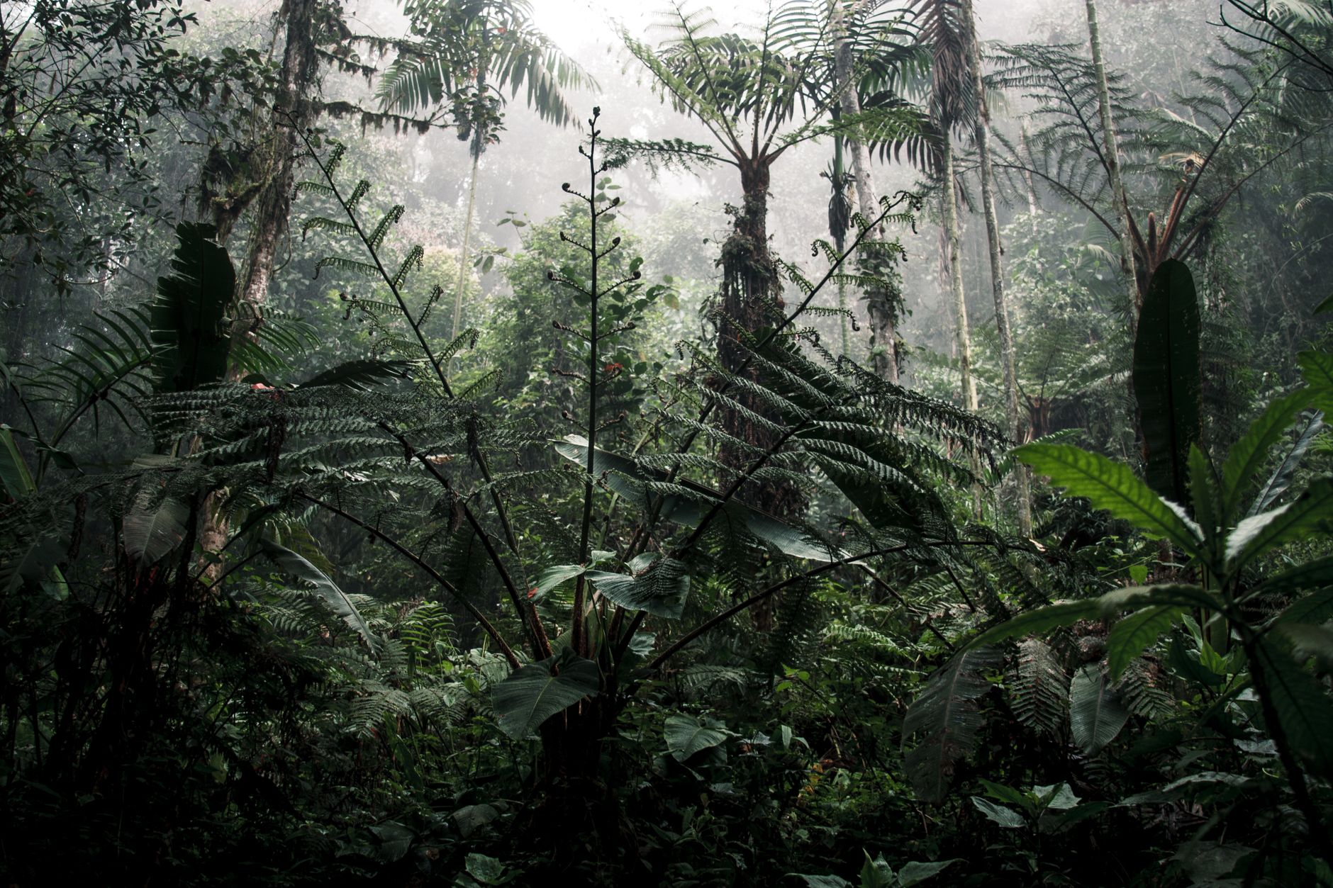 Biodiversità, il cibo globale minaccia le foreste tropicali