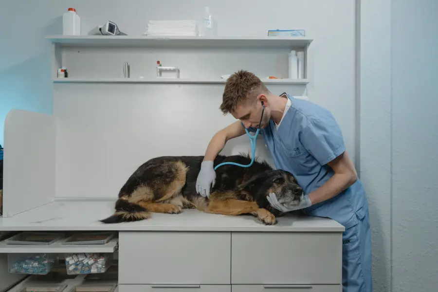 Milano, Statale nella top 10 mondiale per Scienze Veterinarie