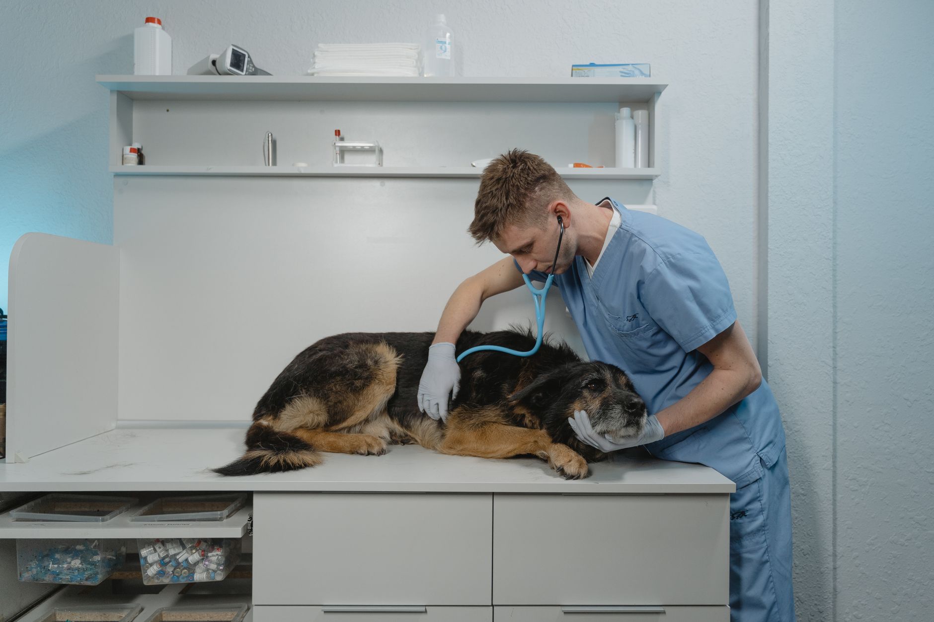 Milano, Statale nella top 10 mondiale per Scienze Veterinarie