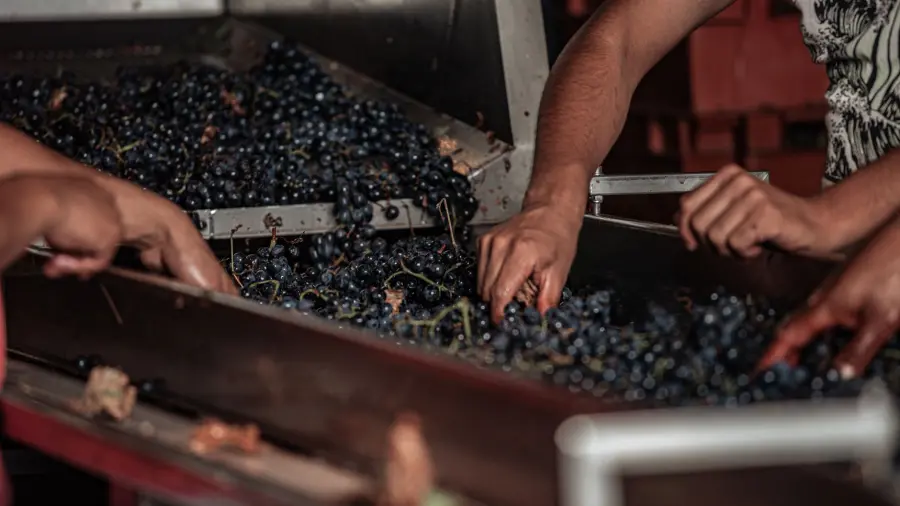 Milano, La Vendemmia torna dal 5 all’11 ottobre nel Quadrilatero