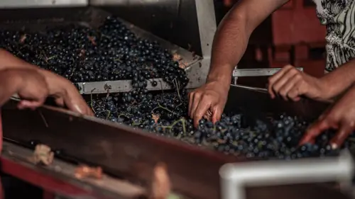 Milano, La Vendemmia torna dal 5 all’11 ottobre nel Quadrilatero