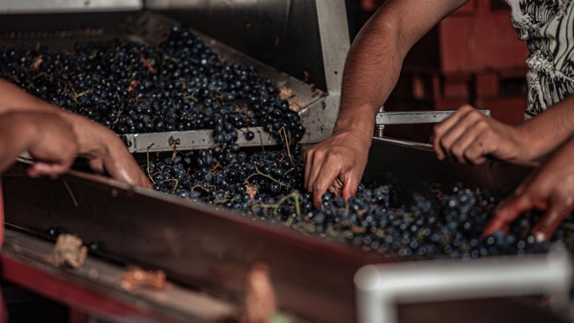 Milano, La Vendemmia torna dal 5 all’11 ottobre nel Quadrilatero