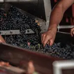 Milano, La Vendemmia torna dal 5 all’11 ottobre nel Quadrilatero